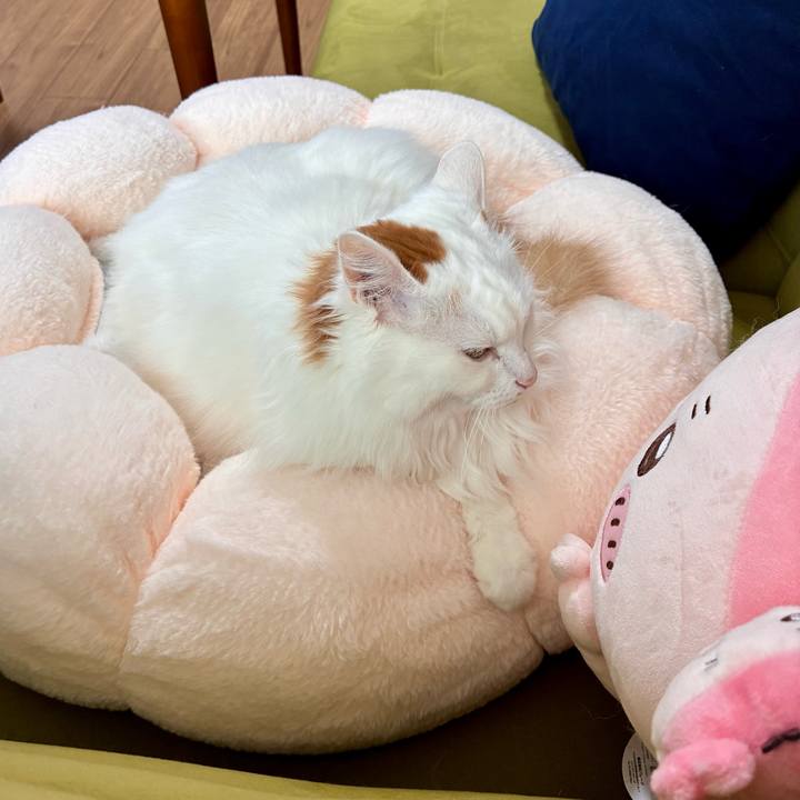 A88e86ce a129 4533 aa18 9cdeea62068f 1772681776609