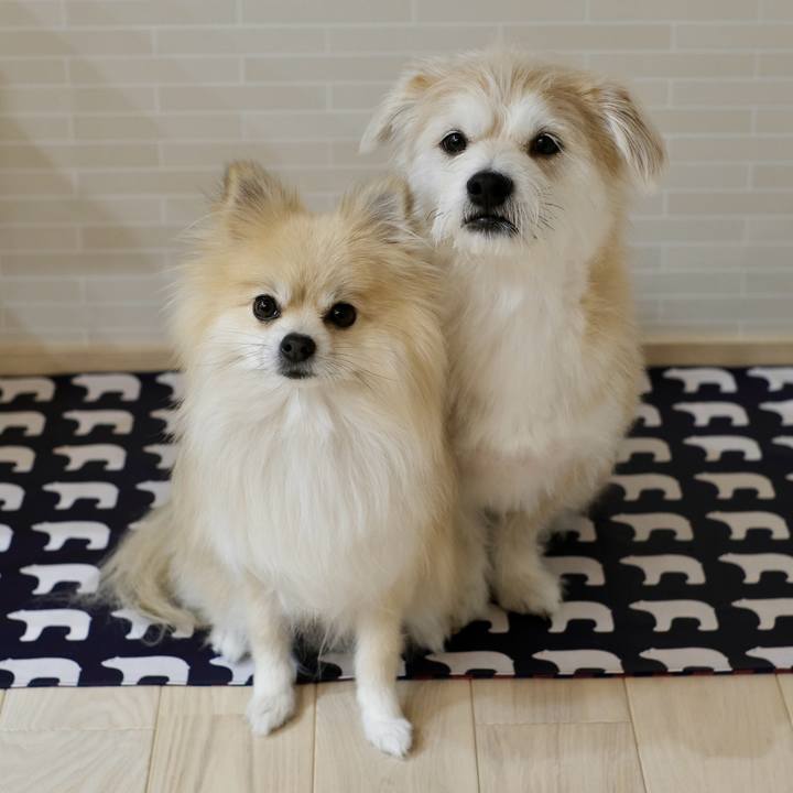 A88ebd67 45a1 428c 8f10 9dfdcfa68379 1766962714832