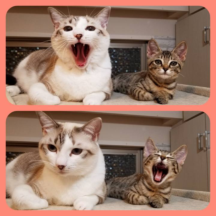 A8903344 b4d9 429f 8d56 4984a084fa82 1537534917503