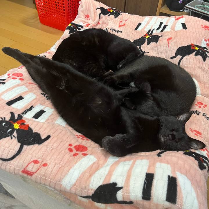 A89074cf b461 46d8 ae3b 18615a8dfca4 1744064289690