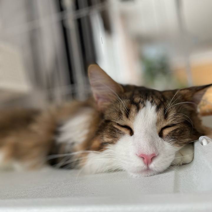 A8932ba9 6466 4366 8e8a 1415ee885c99 1645592127429