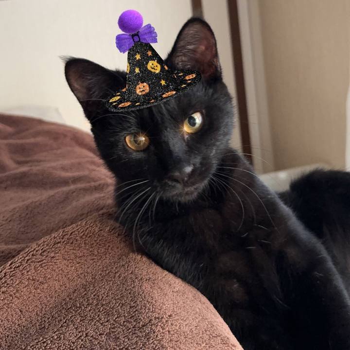 A8967d72 f1d8 4077 9234 4f60a28ce4d4 1730333686496