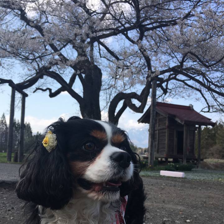 A89e9afc b90e 4932 978a e5d953ea4d63 1524733136209