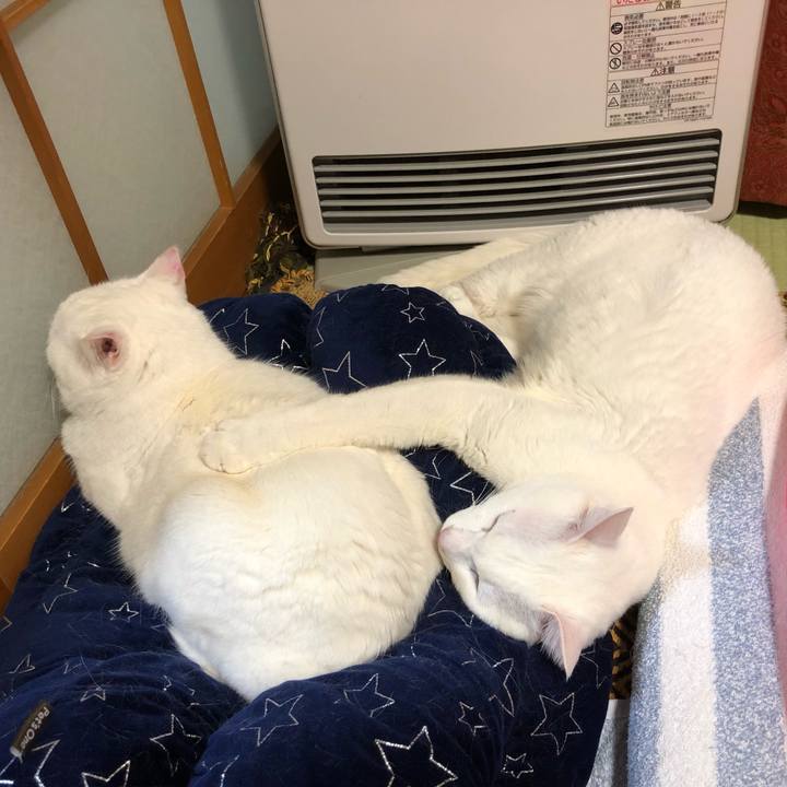 A89eceb4 1166 4ae0 b98a 1e2c883721cb 1554200589745