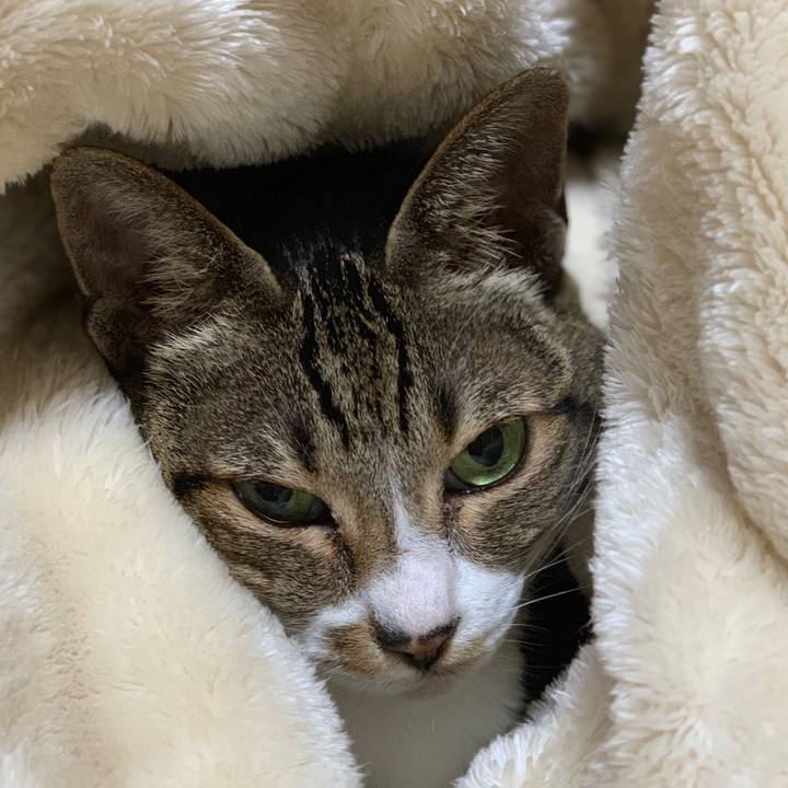 A8a2669c 7e08 448c adcc 9b2da446f3aa 1542505292986