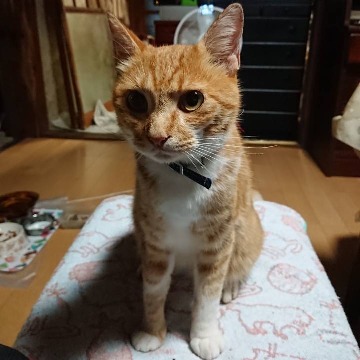 A8a5c5fe cac7 42ce 84c0 6b68cbb21dca 1597695846312