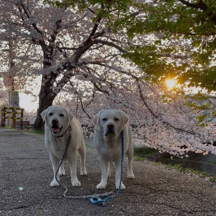 A8aa74f2 1e9c 4c69 8383 db609144ddbd 1764222858133