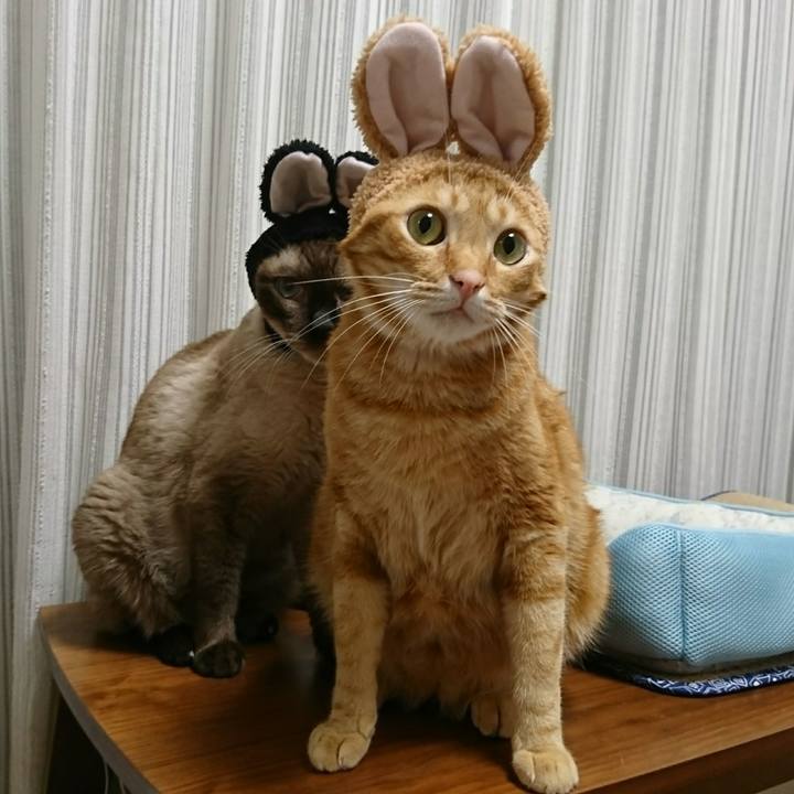 A8ae4dac 06a3 4aec b1aa fe8a6f32c10c 1537062518939