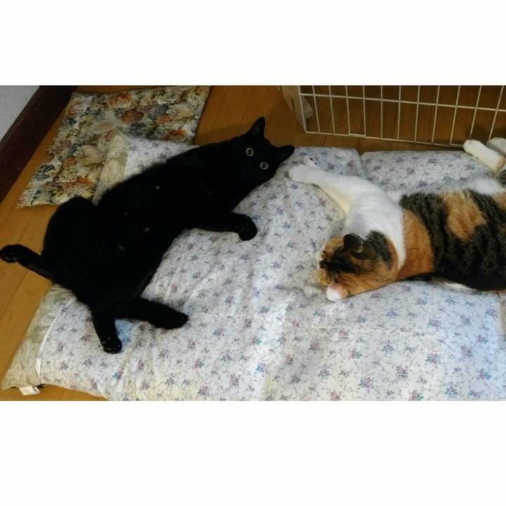 A8b0bc3c 727a 4a1e 9ecd efb06a4a48cf 1508636691202