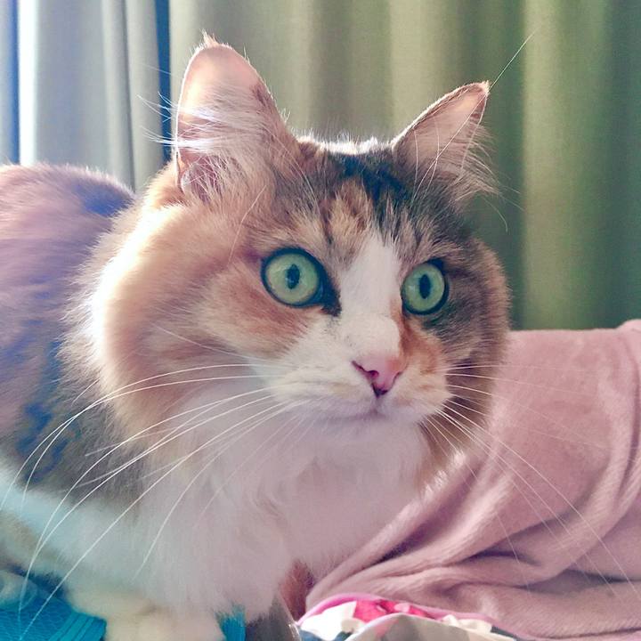 A8b15f67 fdd8 4ff7 9fa2 01ae2833b2ce 1586145834231