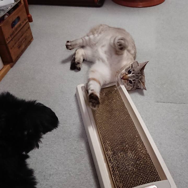 A8b164ab bd9c 4e50 be55 86c030d7921e 1551602474362