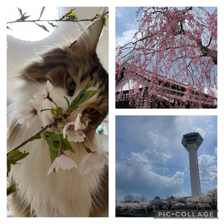 A8b3128d 13d1 4945 81a3 fe757eef3eb3 1682231155241