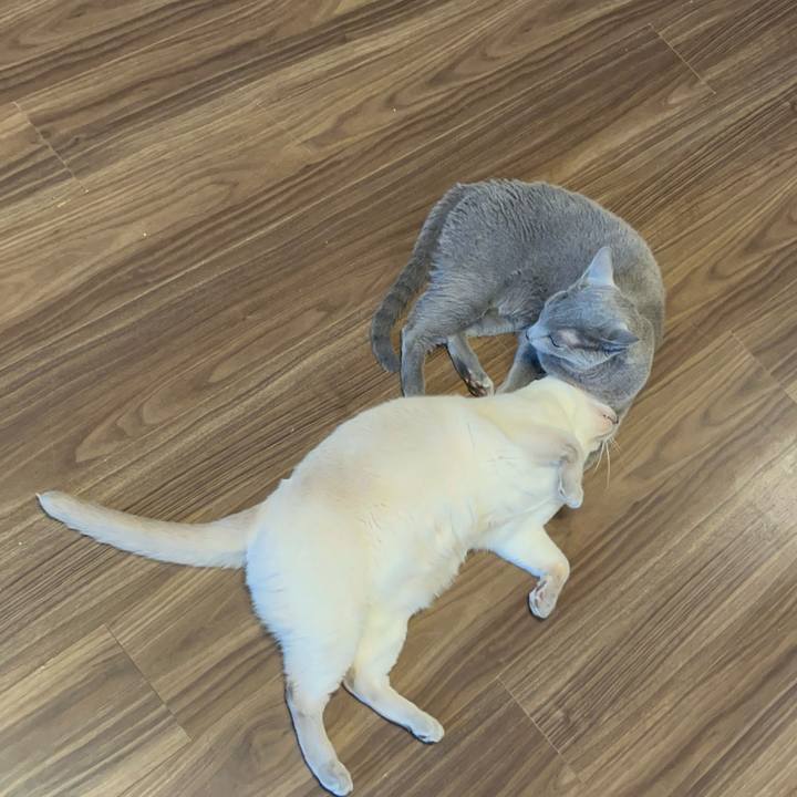 A8b5600a 3bd7 4004 be45 cc0ea1b75c1c 1738710682938