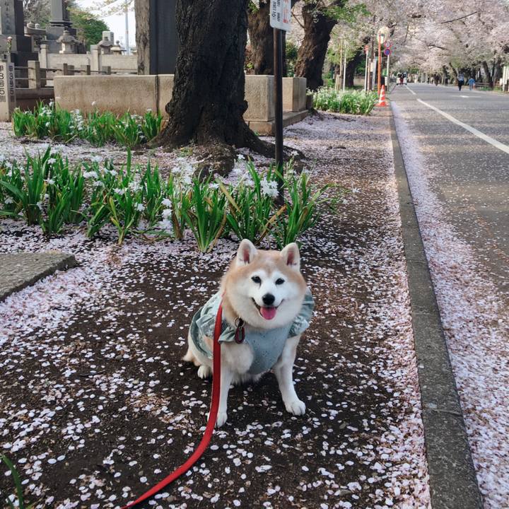 A8b5e75a 9f42 4e99 91f9 deaa2b021ce5 1617537803232