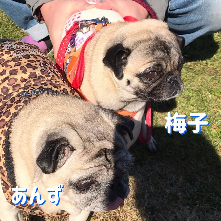 A8b62726 8a4f 4c59 887b af2a40212593 1546078441065