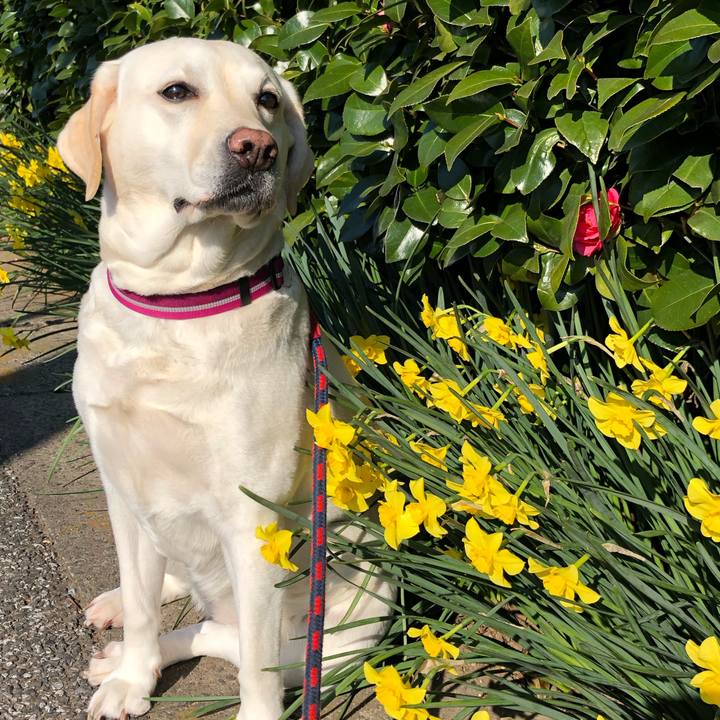 A8b825e9 cafa 4f54 ac26 0a35274a6c4b 1584492127789