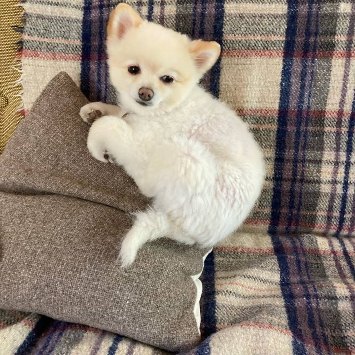 A8b88e99 f202 4da6 872a 8f03fa982e4e 1636007442088