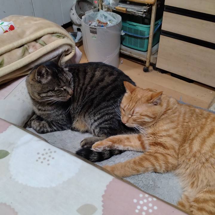 A8ba6faf 8ccd 4e64 b835 8c3753a9ddf3 1671437415058