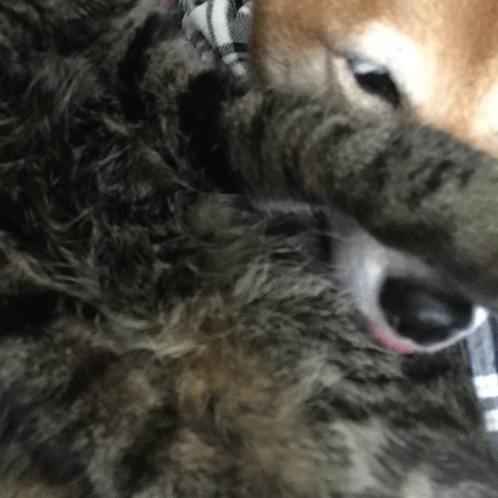 A8bf3b4e 99f0 4085 9b37 7edc5536e60f 1573693851201