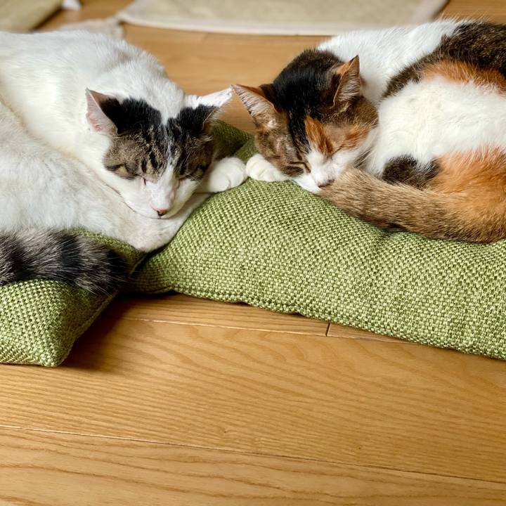 A8bf5e7a 4a7f 4a6b a3a7 ba35680dc215 1674351626371