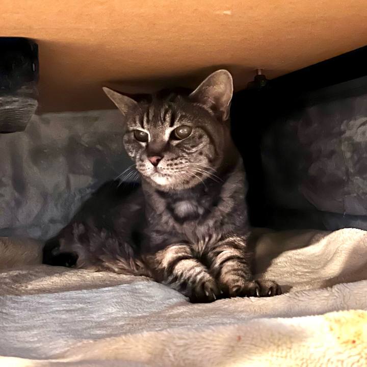 A8bfda46 054b 4814 a24a 16e97744652c 1762646650078