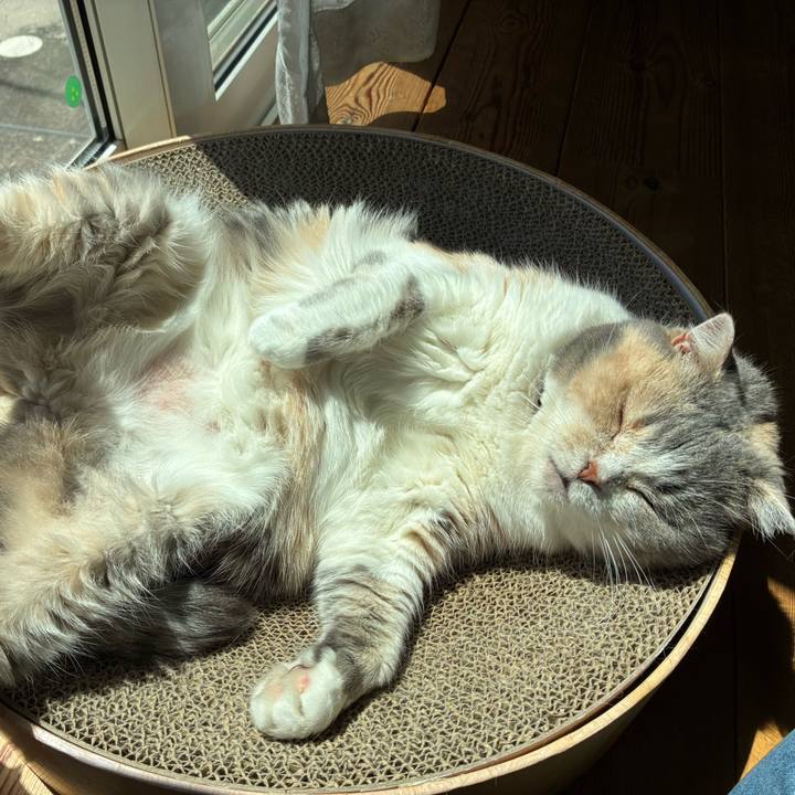 A8c205e4 c265 4056 a929 420119b6f28a 1746782609858