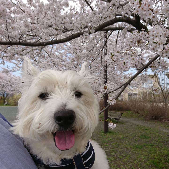 A8c29670 4402 4d66 8174 8ef006cdaee9 1524398765354