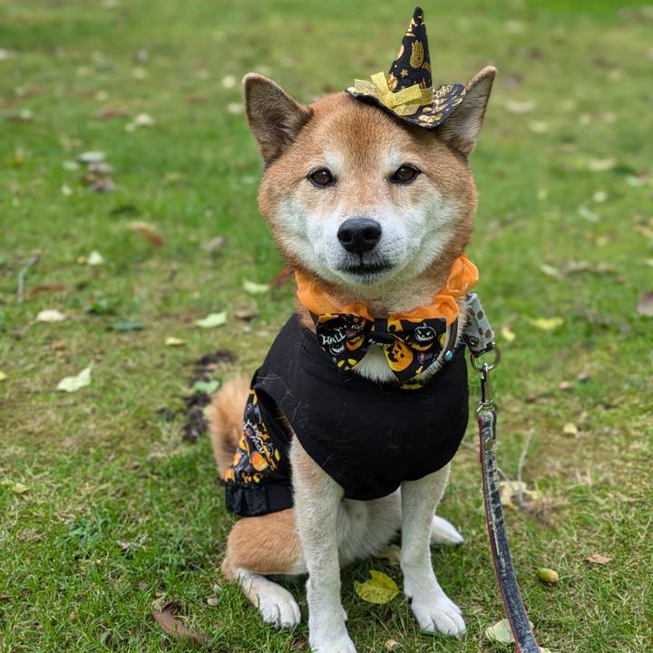 A8c2bab3 3a26 4aa0 aab7 4370ac9ddd21 1728041076677