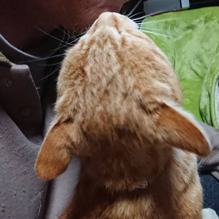 A8c2cd70 151d 48e8 ae8a ca3ead06e0df 1587067195804