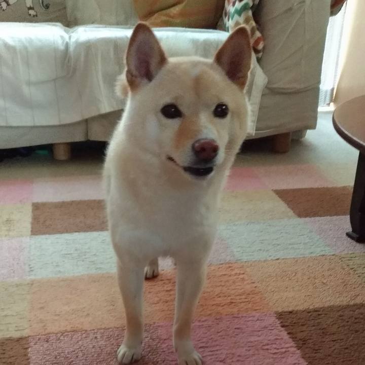 A8c45a4b 48f1 4105 a14a f4e31baf8e09 1559599157659