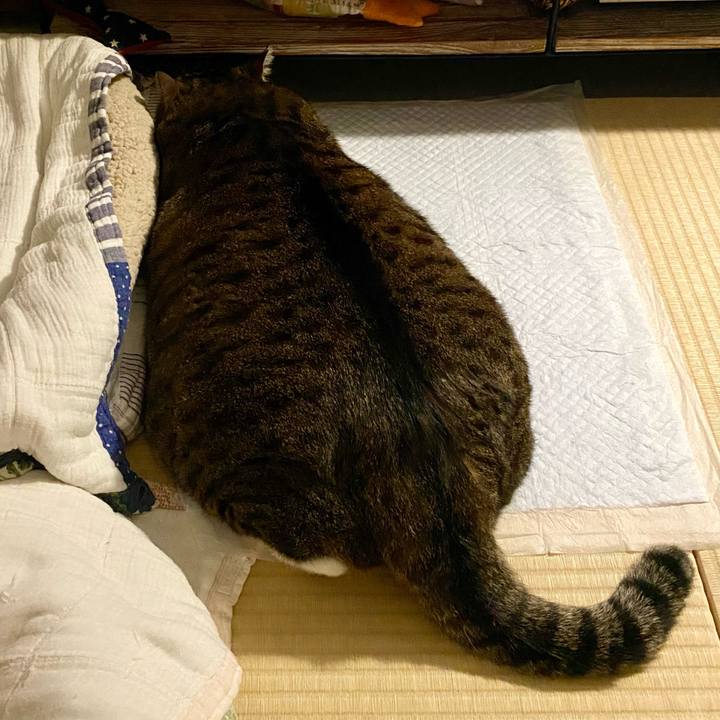 A8c4b1c1 1625 413c 98d4 4666eaa33417 1756994224369