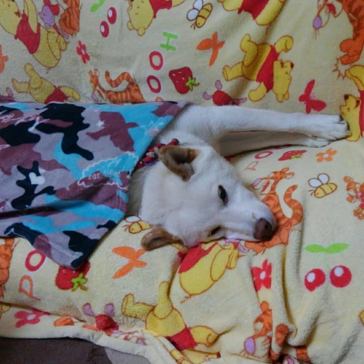 A8c85ad0 bdc6 44c9 a1ac 6c4798864501 1512994657524