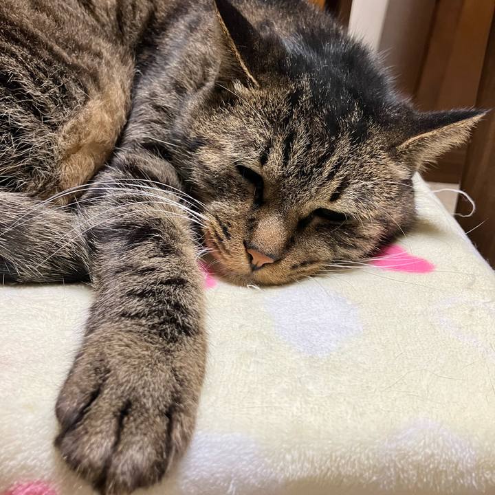 A8ca6250 d032 4578 9990 e6018c6cc8f4 1767191034161