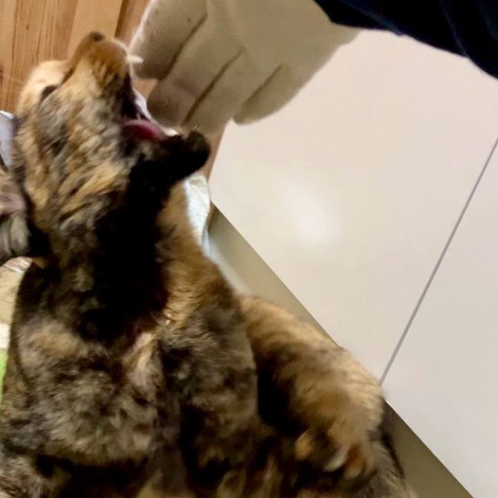 A8cae855 3cc7 4996 90da 2533ae96eba3 1734292048614