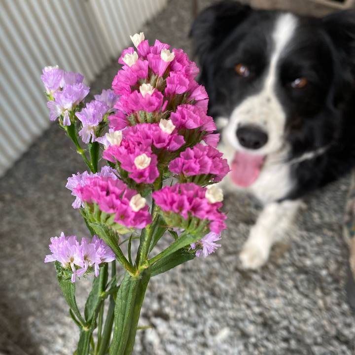 A8ce5723 b604 4c9d a74e 0990dfd8cfc3 1619500327087