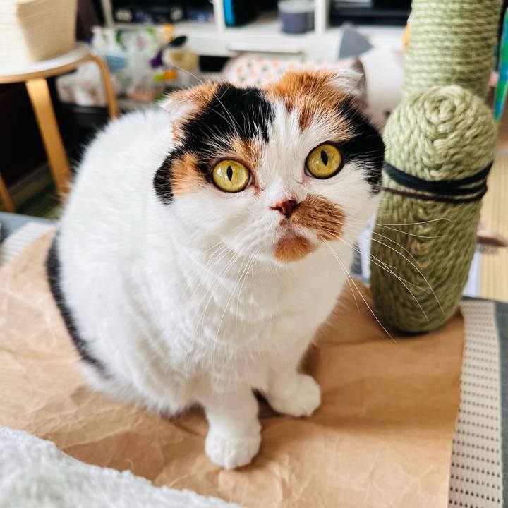 A8d03ce7 55ae 4538 9b61 dc894a4e63ee 1695955176681