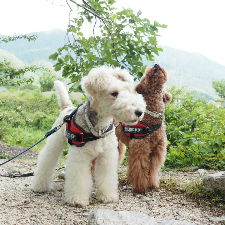 A8d1aa2a 0dca 4cce 9f68 bc64ddb0d730 1527905402840