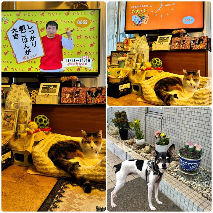 A8d29f78 07bf 471b 8b2c 65e24d771799 1699827477613