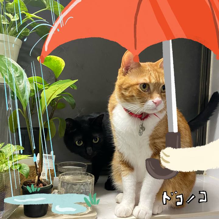 A8d8540b 4195 484f 8ba2 1d53cb2fc0ff 1749210579519