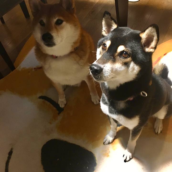 A8d973f6 afbd 4bce ad77 36c3ebf2e80a 1601463680099