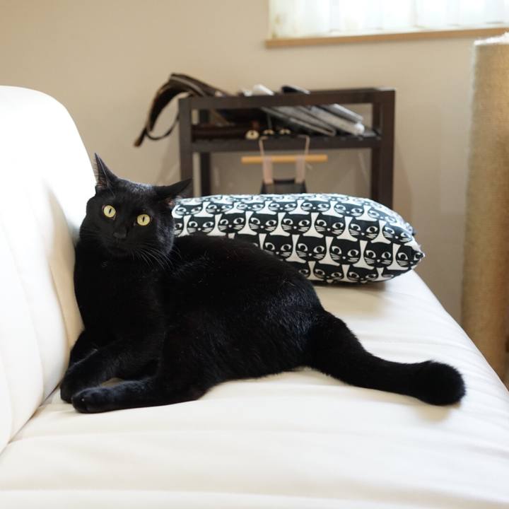 A8de31b5 b286 4f87 bd9c 60face31972f 1539127798831