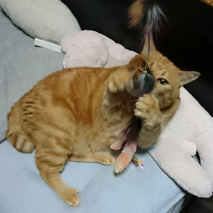 A8df1534 6383 4c31 aed2 e1bab8570e62 1530056690367