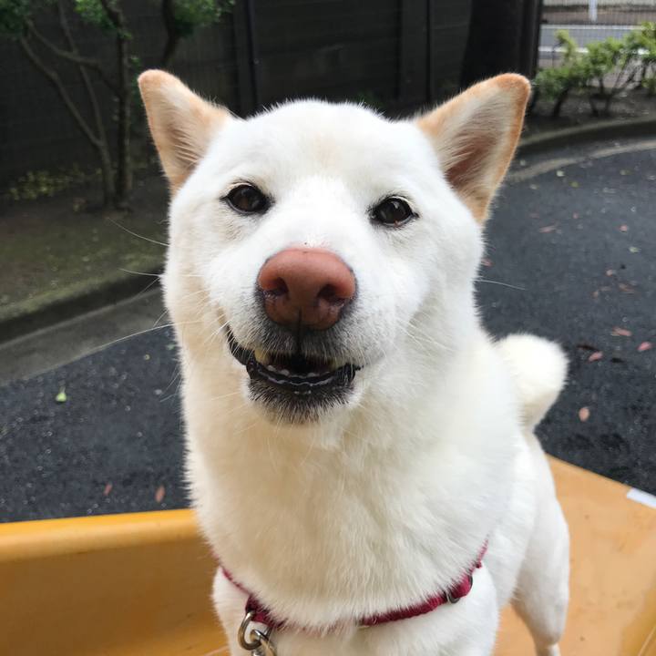 A8e39868 4fee 419a 833e edad22db0ce1 1529538351564