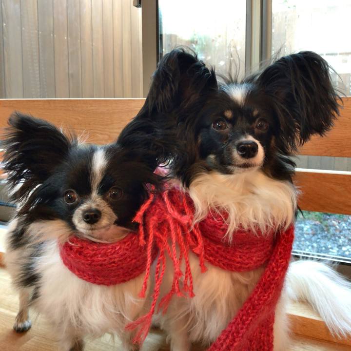 A8e43d16 f734 41b7 a751 96e676b448fc 1514287249431