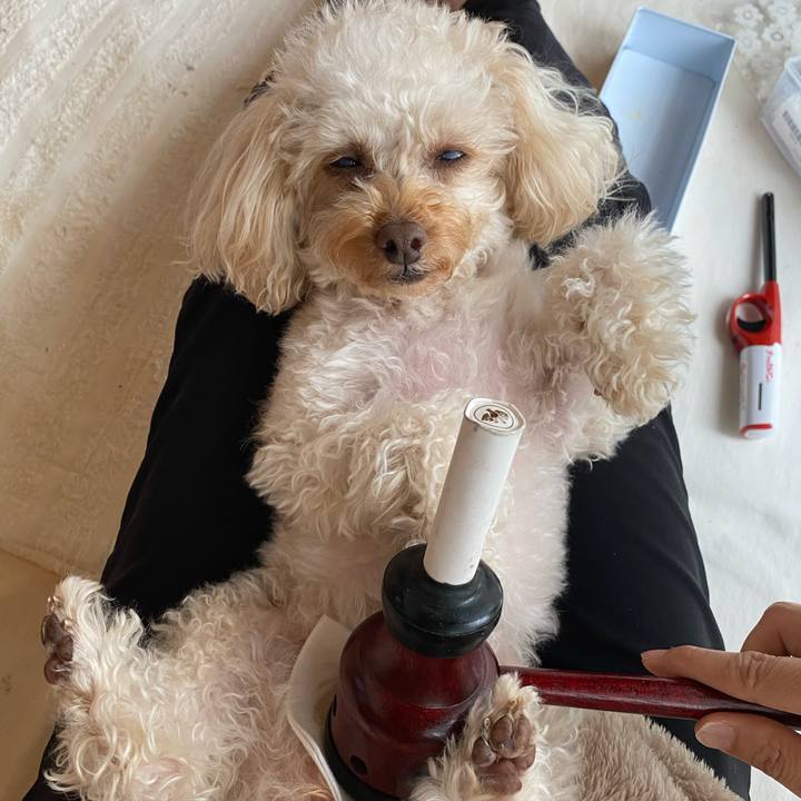 A8e4e1f6 e771 47fe a566 ef7a4968ae2c 1616897385222