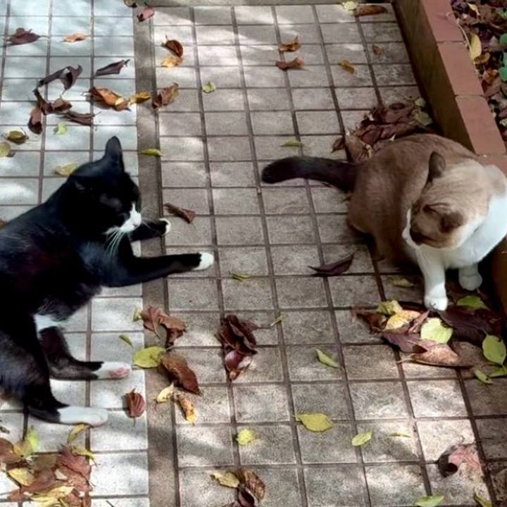 A8e63c64 9d00 45c8 b3de 09a962b54faa 1759632291692