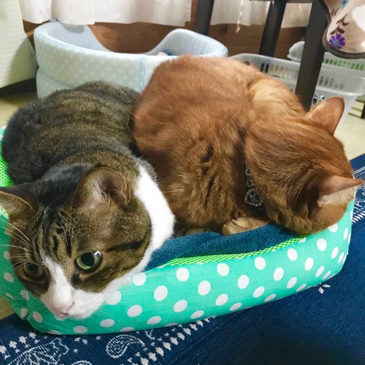 A8e6acb5 e40d 4aa9 8474 1040970d0797 1508128675014