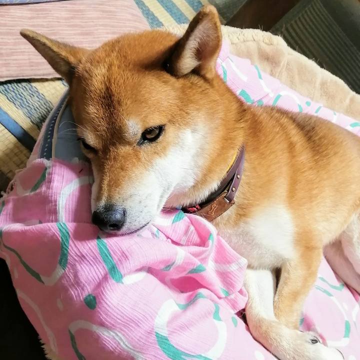 A8e6bfcb f1be 4f19 bbf3 3a762f72cb83 1600259859904