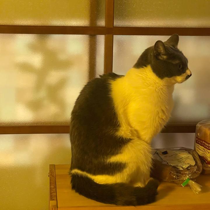 A8e77130 9a54 4221 b64e a20a6c83ece0 1741436740540