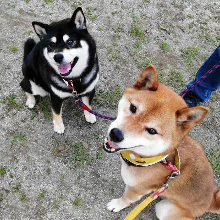 A8e7f06d 4e25 402a a76f a679c4c1a814 1590568493759